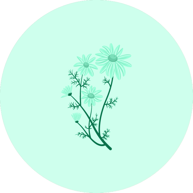camomille