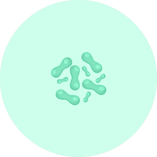 ferment lactique